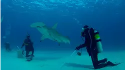 Hammerhead Shark