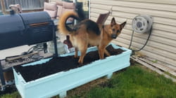 Pet Obsessed | Mischief Makers