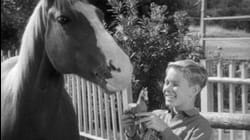 Adventures of Champion: Ep 10 - Hangman's Noose (1955)