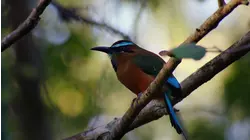 Corals and Quetzals