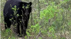 No Limits Hunting S7:E8 "Black Bears in Saskatchewan"
