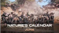 June