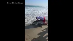 Great white shark caught by fisherman in Nantucket and released