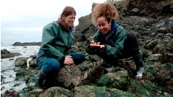 Mastering The Mimicry