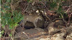 The Secret Lives Of Jaguars