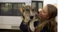Dog Tales Rescue