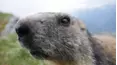 Viral Wild