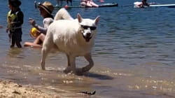 Pet Obsessed | Friend or Foe