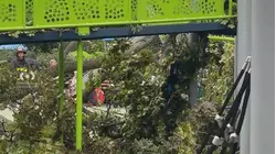 4 hurt after tree collapses at Kelly Park Playground in Homecrest
