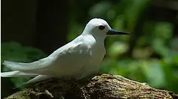 Seychelles - Turquoise Sun