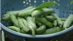 Broad Beans