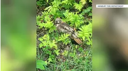 Injured hawk rescued by firefighters in Danbury