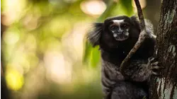 Nature Scenes Baby Animals: Baby Snow Monkey, Moose and Marmoset