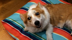 TPC That's My Pet | Corgis