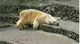 Funniest Pets & People