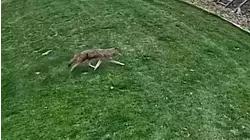 Victim speaks out after coyote attacks him while working in his yard