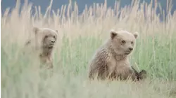 Fish Like a Bear