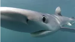Tiger Sharks in the Bahamas