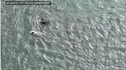 Police officer on braving icy waters to rescue injured dog