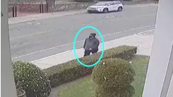 New Video Shows Person of Interest in Brown University Shooting