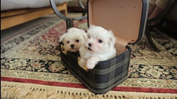 Puppy Love | Ep. 2.1