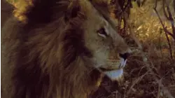 Who is the King