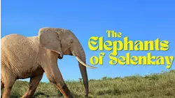 Elephants of Selenkay