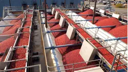How 100 Billion Cranberries Are Harvested In 6 Weeks
