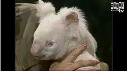 The Johnny Carson Show: Animal Antics With Joan Embery (8/25/87)