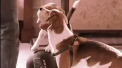 DOG-TASTIC! Cutest & Adorable Doggy Acts on Got Talent | Got Talent Global