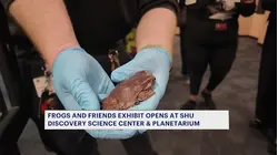 Frogs and Friends exhibit opens at Sacred Heart University's Discovery Science Center and Planetarium