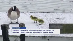 Nonprofit: Man killed goose protecting goslings with his bare hands