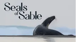 Seals of Sable