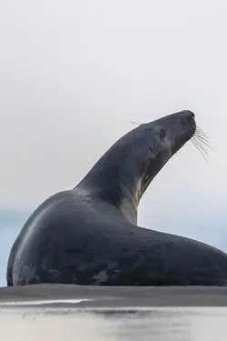 Seals of Sable