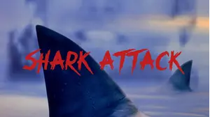 Shark Attack