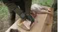 Farming the Wild