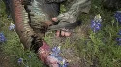 Browning's Turkey Hunter S2:E5 "Llano Longbeards"