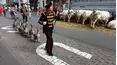 Animals Unscripted