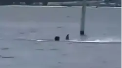 Video shows shark attack of Navy employee