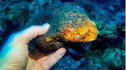Why Sea Sponges Are So Expensive