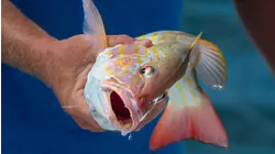 Snapper Family
