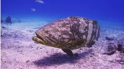How To Do Goliath Grouper And Coral Reef Restoration