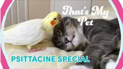 Psittacine Special