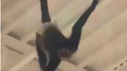 Pet Monkey Gets Loose and Swings Through Halloween Store