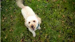 Barking Dogs and Sloth Buffets