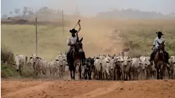 The Amazon