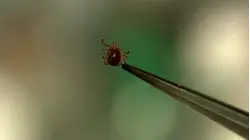 Experts say upcoming tick season could be worse than last year