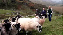 TODAY Shares Glimpse Into Life on an Irish Sheep Farm