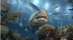 Hunting for Megalodon Shark Teeth