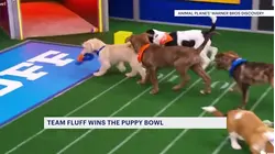 Team Fluff wins Puppy Bowl 22 as shelters get spotlight
